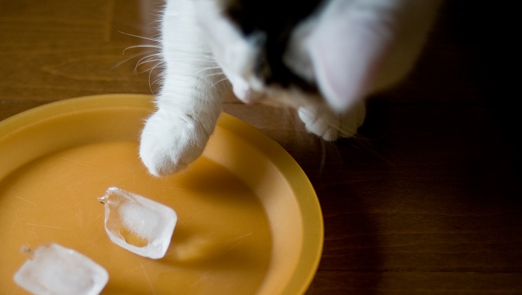 Männliche Munchkin-Katze der getigerten Katze, die mit Eiswürfeln auf Plastikplatte spielt.