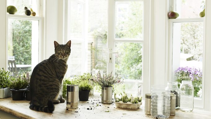 Katze sitzt von Pflanzen