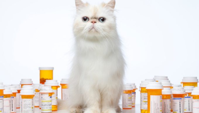 Katze sitzt vor Pillen