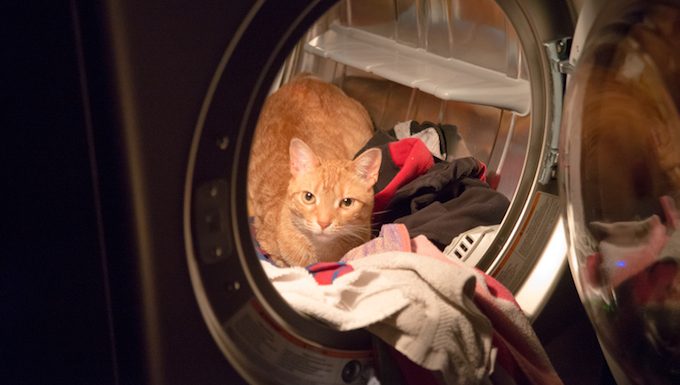 Katze sitzt in der Waschmaschine