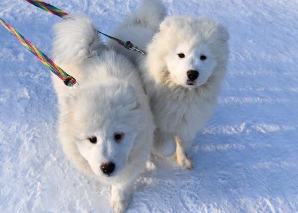 spitz dogs walk in snow