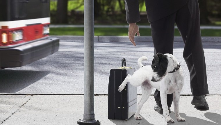 Hund, der auf Aktenkoffer des Geschäftsmannes an der Bushaltestelle uriniert (Bewegungsunschärfe)
