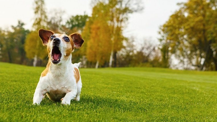 Kleiner Hund bellt (schreit, redet, beschwert sich). Jack Russell Terrier angreifen. Liegen auf grünem Gras des natürlichen Hintergrundes mit Bäumen.