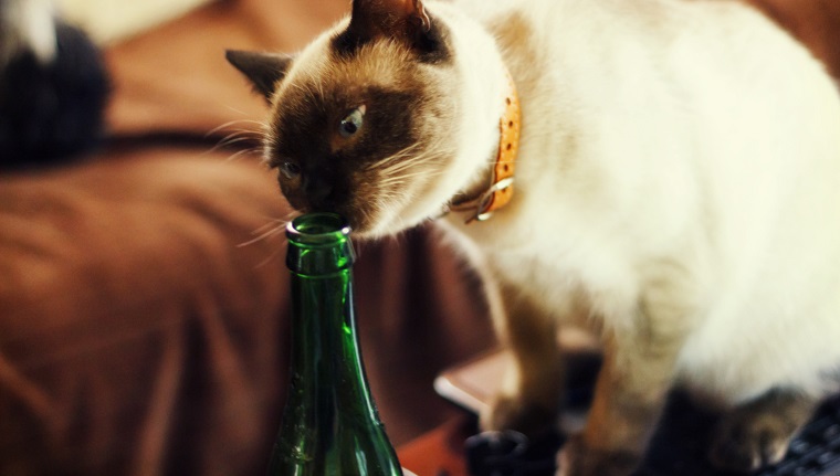Katze, die von einer Bierflasche trinkt