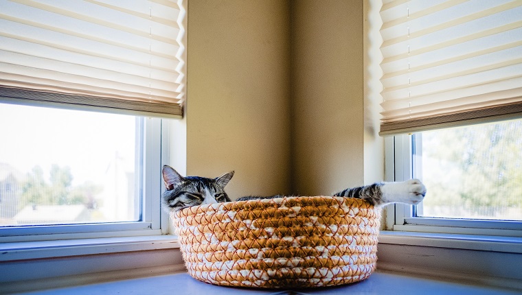 Nahaufnahme der Katze zu Hause entspannend im Haustierbett durch Fenster