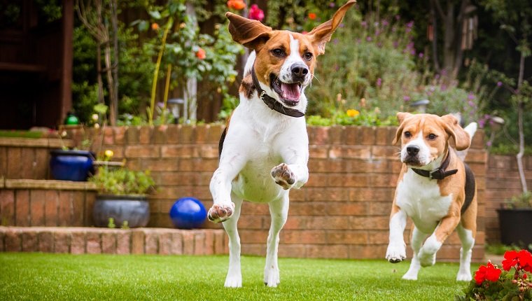 Beagle-Hund läuft auf Gras im Park oder im Garten