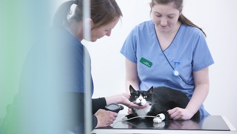 Veterinärkrankenschwestern, die Katze auf Tabelle in der Tierarztpraxis überprüfen