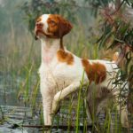 dog in water, one of the sporting dog group