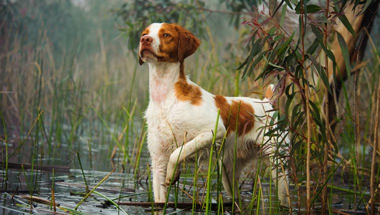 dog in water, one of the sporting dog group