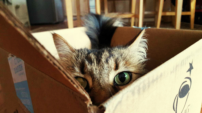 Katze in einer Box