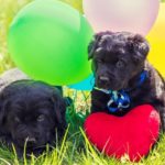 Two little Labrador retriever puppies with toy heart and colorful balloons. Dogs sitting outdoors on the grass in summer