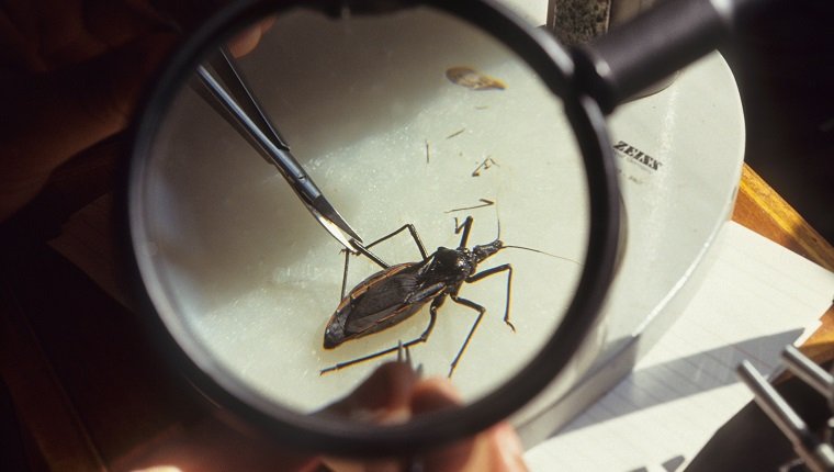 Rhoduius Prolixus ernährt sich von Blut. Chagas ist eine unheilbare Krankheit, die von Triatominae-Käfern übertragen wird.