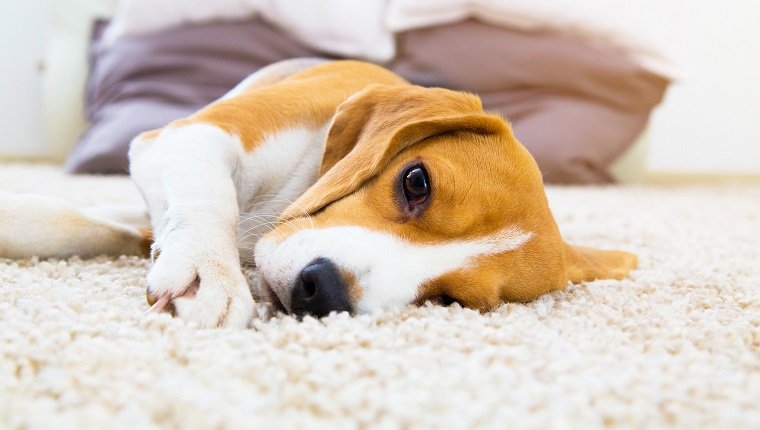 Müder Hund auf Teppich. Trauriger Spürhund auf Boden. Hund, der nach dem Training auf weichem Teppich liegt. Spürhund mit traurigen geöffneten Augen zuhause. Schöner Tierhintergrund.