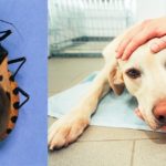 Assassin Bug and sick dog