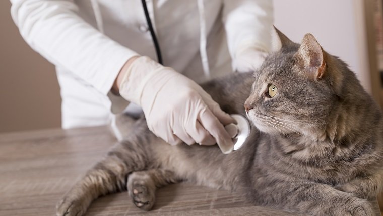 Schöne Katze der getigerten Katze, die auf einer Tabelle im Büro des Tierarztes überprüft mit Stethoskop liegt