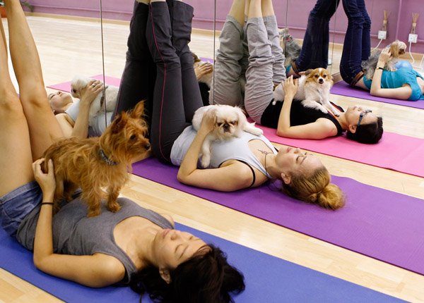 dogs in doga dog yoga session