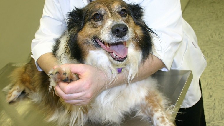glücklicher Hund beim Tierarzt