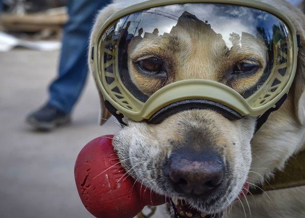Historische Jagdhunde: Frida, der Erdbebenhund, half bei der Rettung gefangener Menschen und rettete Leben