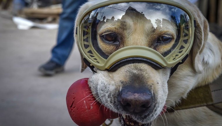 Historische Jagdhunde: Frida, der Erdbebenhund, half bei der Rettung gefangener Menschen und rettete Leben