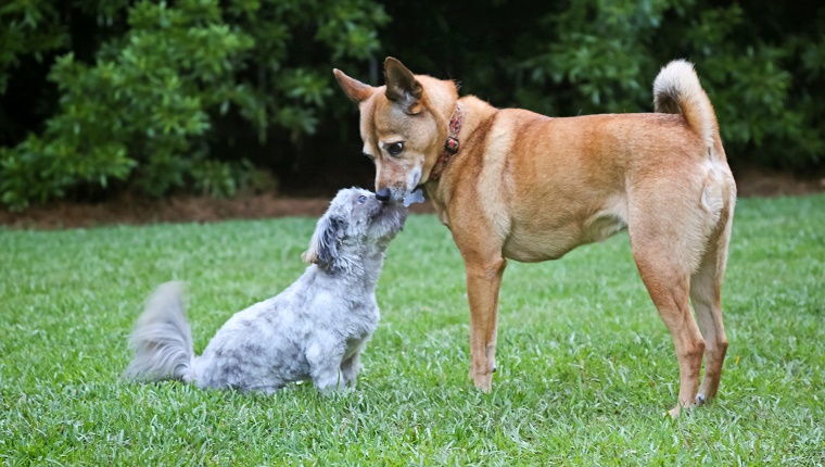 Shih Tzu-Welpe, der mit dem Schwanz wedelt und das Gesicht eines anderen Hundes leckt. Der andere Hund, eine Basenji-Mischung, wirkt ruhig und empfänglich. Freundschaft, Zuneigung, Verbindung.