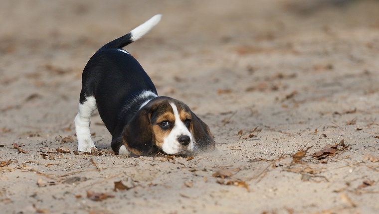 Ich will spielen ... sagte dieser 8 Wochen junge Beagle. Ein Welpe mit einem wackeligen Schwanz auf gelbem Sand.