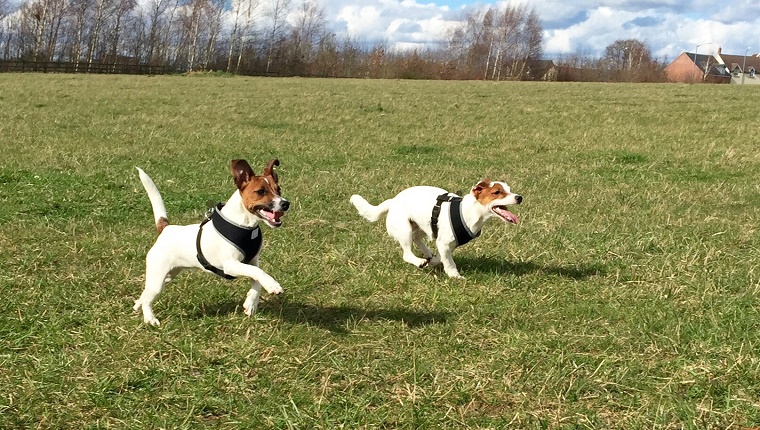 Hunde, die auf grasartigem Feld gegen Himmel laufen