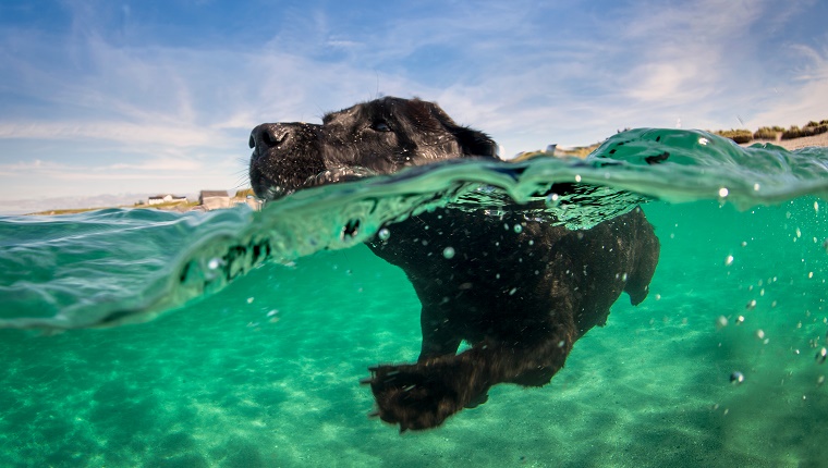 Labrador-Apportierhundschwimmen im Wasser, Oberflächenebeneansicht