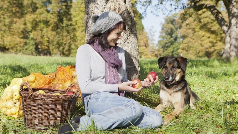 Frau, die Äpfel mit Hund auswählt