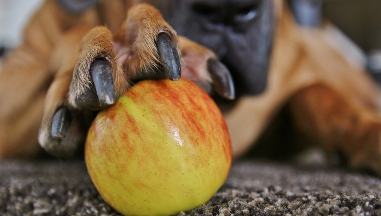 ein Apfel in der großen Pfote des Hundes