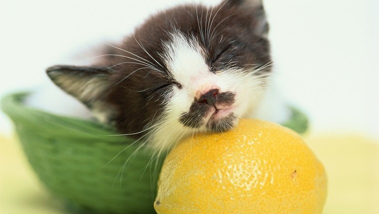 Schlafendes Kätzchen ruht auf Zitrone