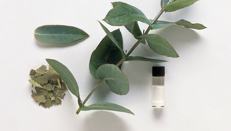 Eukalyptus globulus (Eukalyptus), frische Blätter, getrocknete Blätter und Fläschchen mit ätherischem Öl