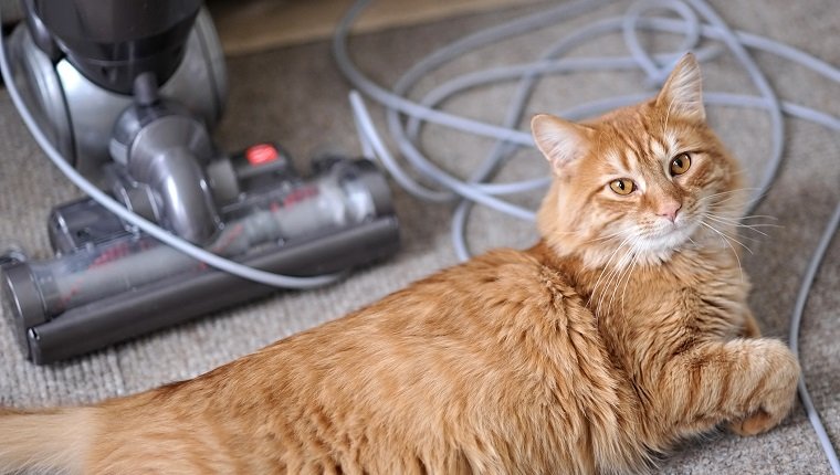 Eine Katze sitzt vor einem Vakuum mit einer verwickelten Schnur.