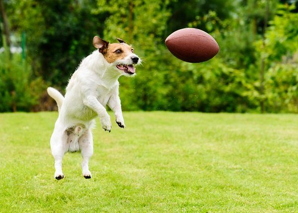 Dog catching Rugby ball at back yard