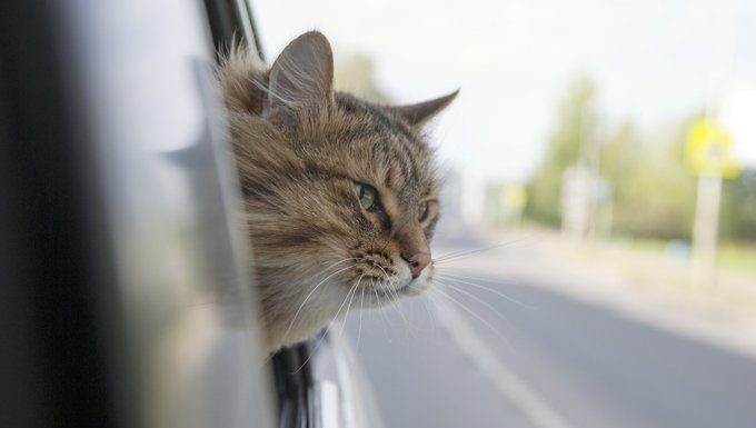 Katze im Auto mit Kopf aus dem Fenster