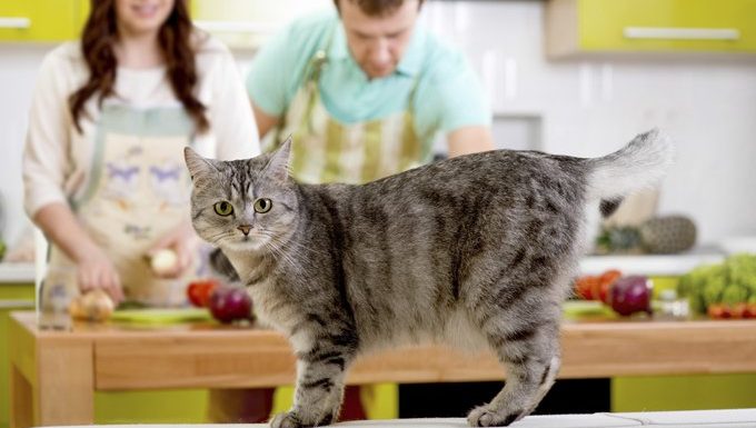 Katze auf Zähler, während Paar im Hintergrund kocht