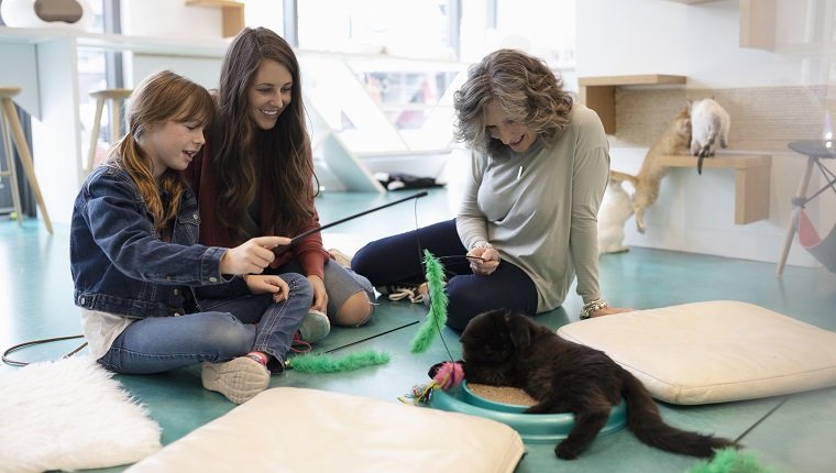 Frauen von mehreren Generationen, die mit Kätzchen im Katzencafé spielen