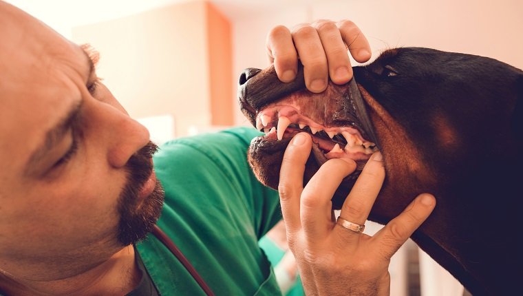 Schließen Sie oben vom männlichen Tierarzt, der Zahnpflege eines reinrassigen Hundes überprüft.
