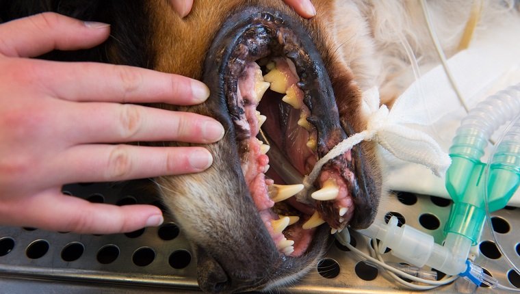 Hund mit dem offenen Schnabel am Operationstisch für Zahnpflege