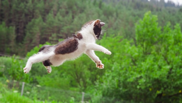 cute cat flying and jumping in the nature. closeup
