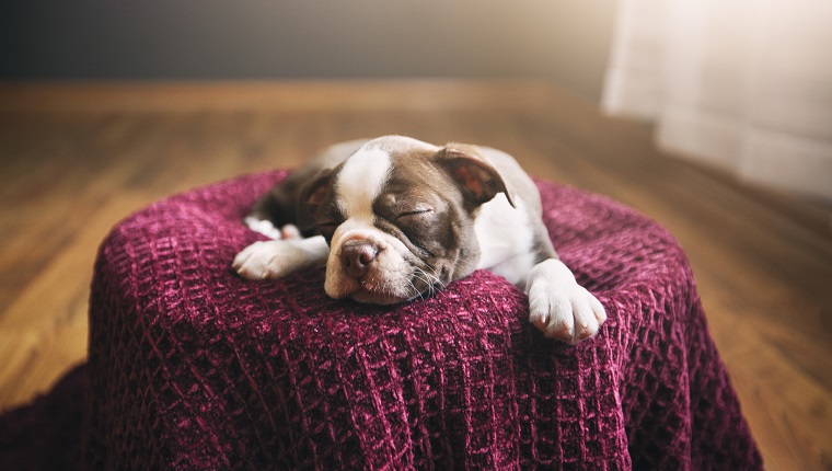 Welpe Bostons Terrier, der auf purpurroter Decke, Augen geschlossen liegt und schlafen