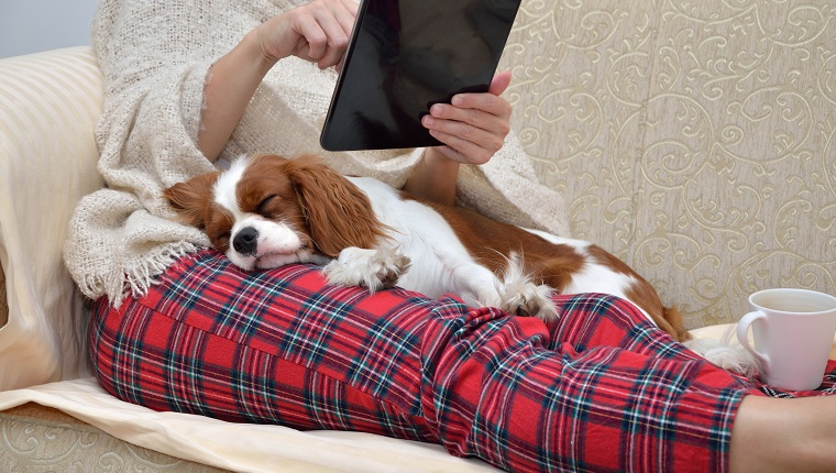 Frau in der gemütlichen Hauptabnutzung, die auf Sofa mit einem schlafenden unbekümmerten Hund auf ihrem Schoss sich entspannt, Tablette und Lesung hält