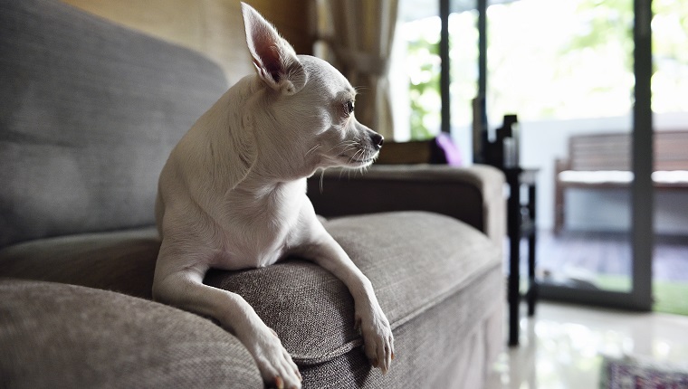 Weiße Chihuahua auf einem Sofa