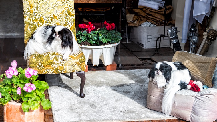 Stammbaum-Eckzähne der kleinen Hunderasse japanischen Chin, die zuhause sitzen auf nettem entzückendem Innenraum der Stühle im Haus stillstehen