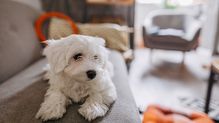 Netter maltesischer Hund, der auf Sofa in der modernen Wohnung liegt und auf Inhaber wartet