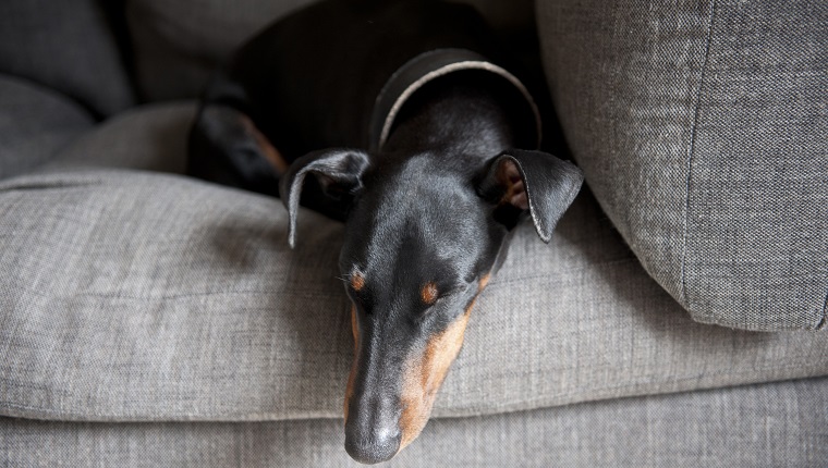 Manchester Terrier schnell schlafend auf einem grauen Sofa.