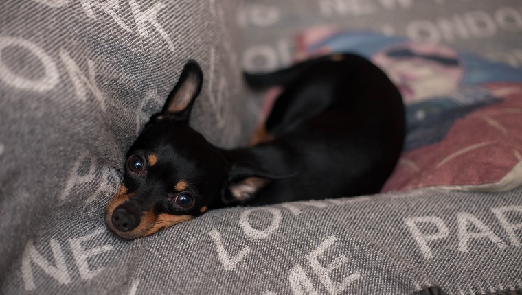Zwergpinscherhund, der auf einem Sofa sich entspannt
