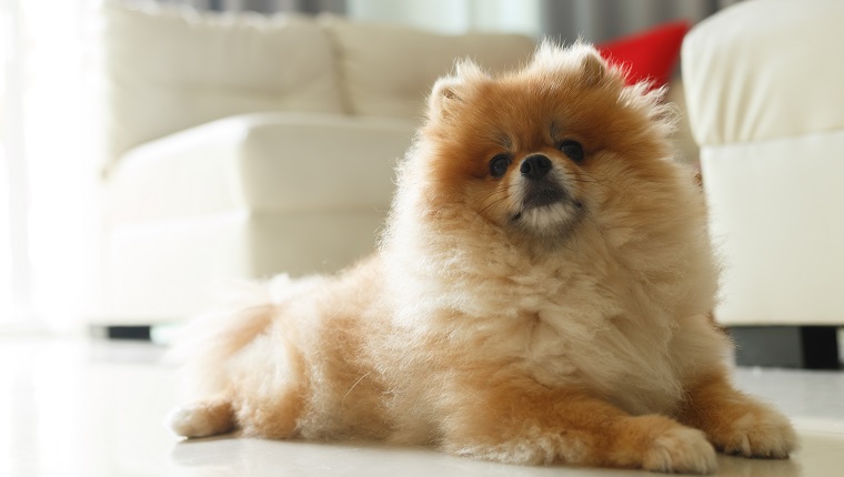 fluffy brown pomeranian cute dog kleines haustier freundlich