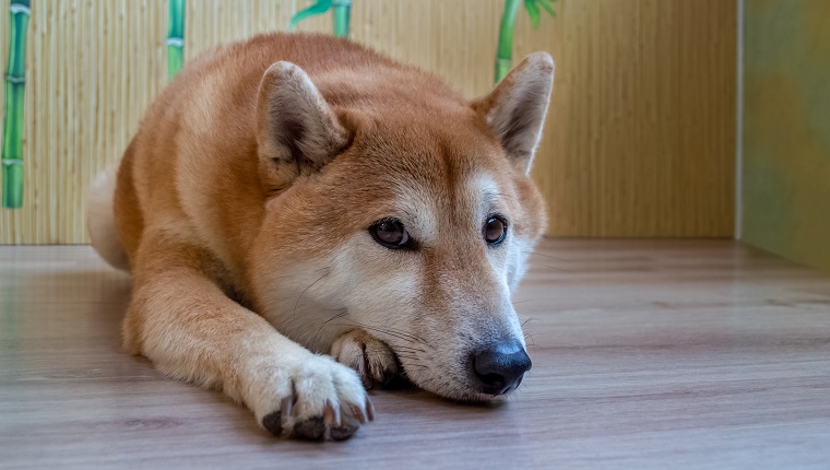 Ein schöner Ingwer, reinrassiger Shiba Inu-Hund liegt auf einem Bretterboden. Von oben betrachten