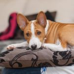 Tired Basenji puppy (3.5 month old) having rest on a pillow