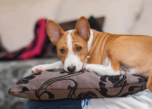 Tired Basenji puppy (3.5 month old) having rest on a pillow
